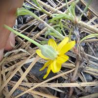 Eriophyllum lanatum var. integrifolium gallery image #8
