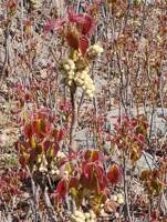 Toxicodendron rydbergii gallery image #2