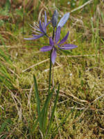 Camassia quamash ssp. azurea gallery image #1