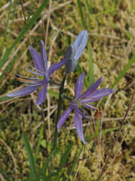 Camassia quamash ssp. azurea gallery image #2