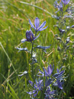 Camassia quamash ssp. azurea gallery image #1