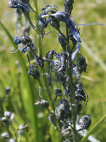 Camassia quamash ssp. azurea gallery image #2