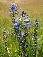Camassia quamash ssp. azurea gallery image #3