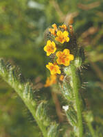 Amsinckia retrorsa gallery image #1