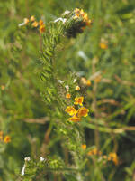 Amsinckia retrorsa gallery image #2