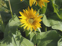 Balsamorhiza deltoidea gallery image #1