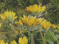 Balsamorhiza deltoidea gallery image #2