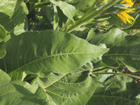 Balsamorhiza deltoidea gallery image #3
