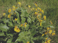 Balsamorhiza deltoidea gallery image #4