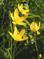 Ranunculus occidentalis var. occidentalis gallery image #1