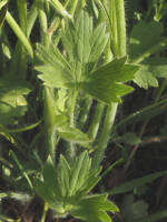 Ranunculus occidentalis var. occidentalis gallery image #2