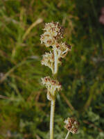 Micranthes integrifolia gallery image #1