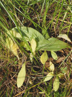 Micranthes integrifolia gallery image #2