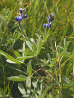 Lupinus bicolor gallery image #1