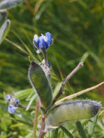 Lupinus bicolor gallery image #2