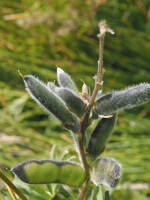 Lupinus bicolor gallery image #3