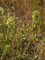 Castilleja attenuata gallery image #6