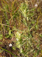 Castilleja attenuata gallery image #7