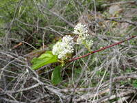 Ceanothus sanguineus gallery image #1