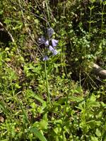 Hyacinthoides non-scripta gallery image #1