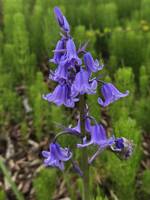 Hyacinthoides non-scripta gallery image #2