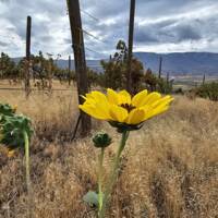 Helianthus annuus gallery image #1