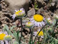 Erigeron poliospermus var. poliospermus gallery image #2