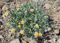 Erigeron poliospermus var. poliospermus gallery image #3