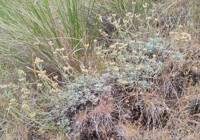 Antennaria umbrinella gallery image #1