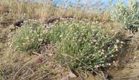 Erigeron filifolius gallery image #2