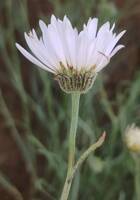 Erigeron filifolius gallery image #3