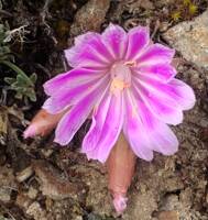 Lewisia rediviva gallery image #1