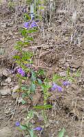 Scutellaria angustifolia var. angustifolia gallery image #1