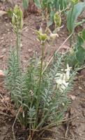 Astragalus leibergii gallery image #1