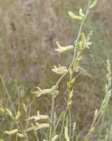 Astragalus filipes gallery image #2