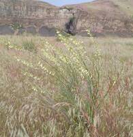 Astragalus filipes gallery image #3