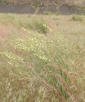 Astragalus filipes gallery image #4