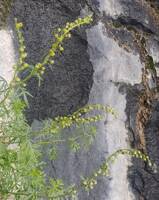 Artemisia michauxiana gallery image #1