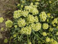 Eriophyllum lanatum gallery image #1