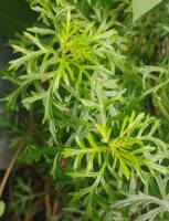 Artemisia michauxiana gallery image #2