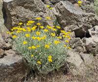 Eriophyllum lanatum gallery image #2