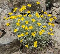 Eriophyllum lanatum gallery image #3