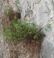 Artemisia michauxiana gallery image #3