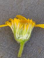 Arnica sororia gallery image #1