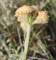 Antennaria umbrinella gallery image #2
