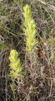 Castilleja thompsonii gallery image #1
