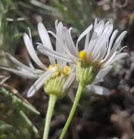 Erigeron filifolius gallery image #10