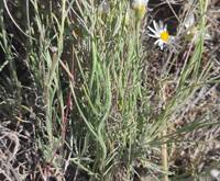 Erigeron filifolius gallery image #11