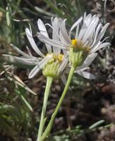Erigeron filifolius gallery image #12