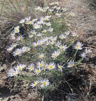 Erigeron filifolius gallery image #13